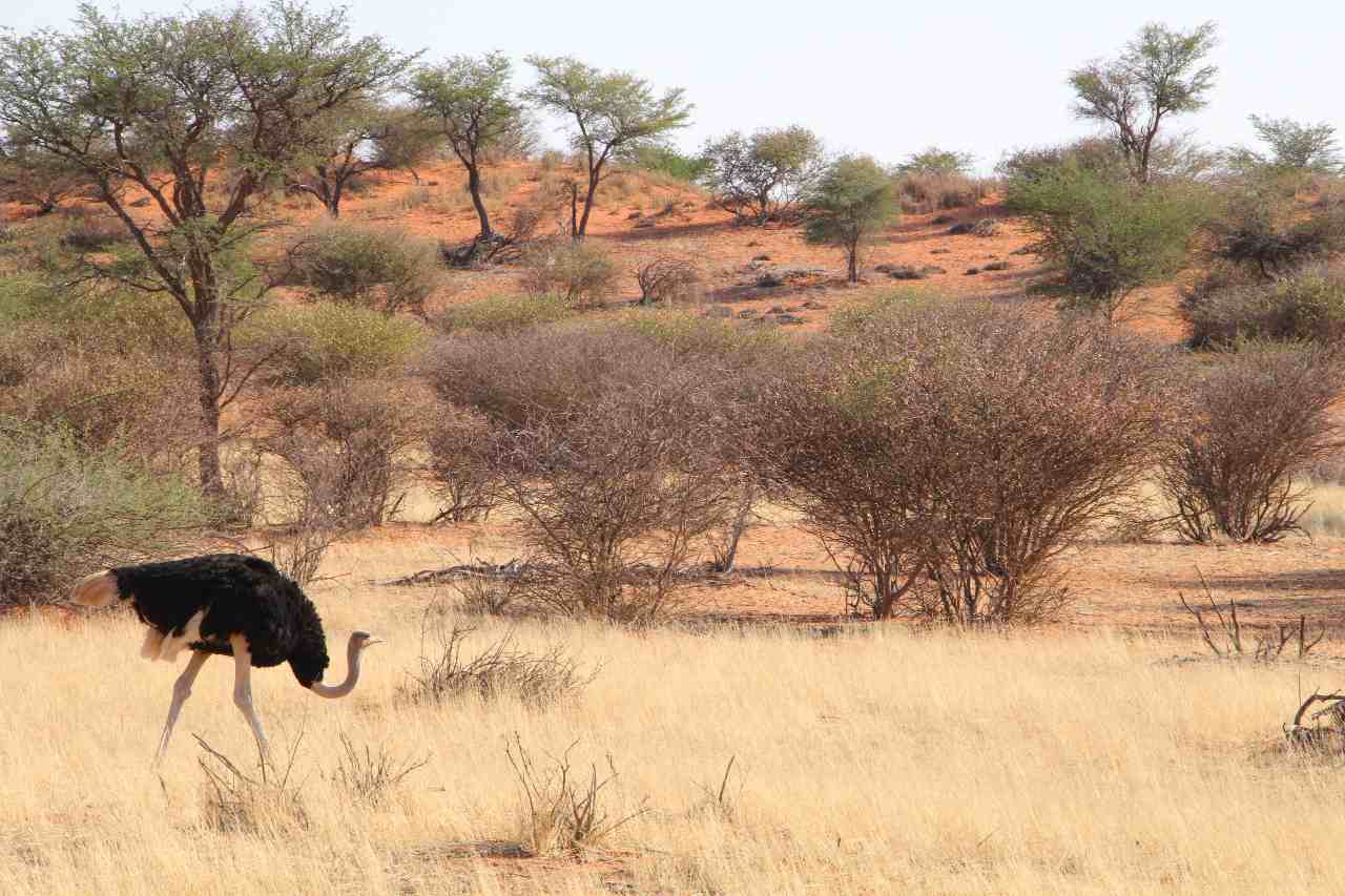 Reiten Reitsafari Safari Landschaft Kalahari Strauß